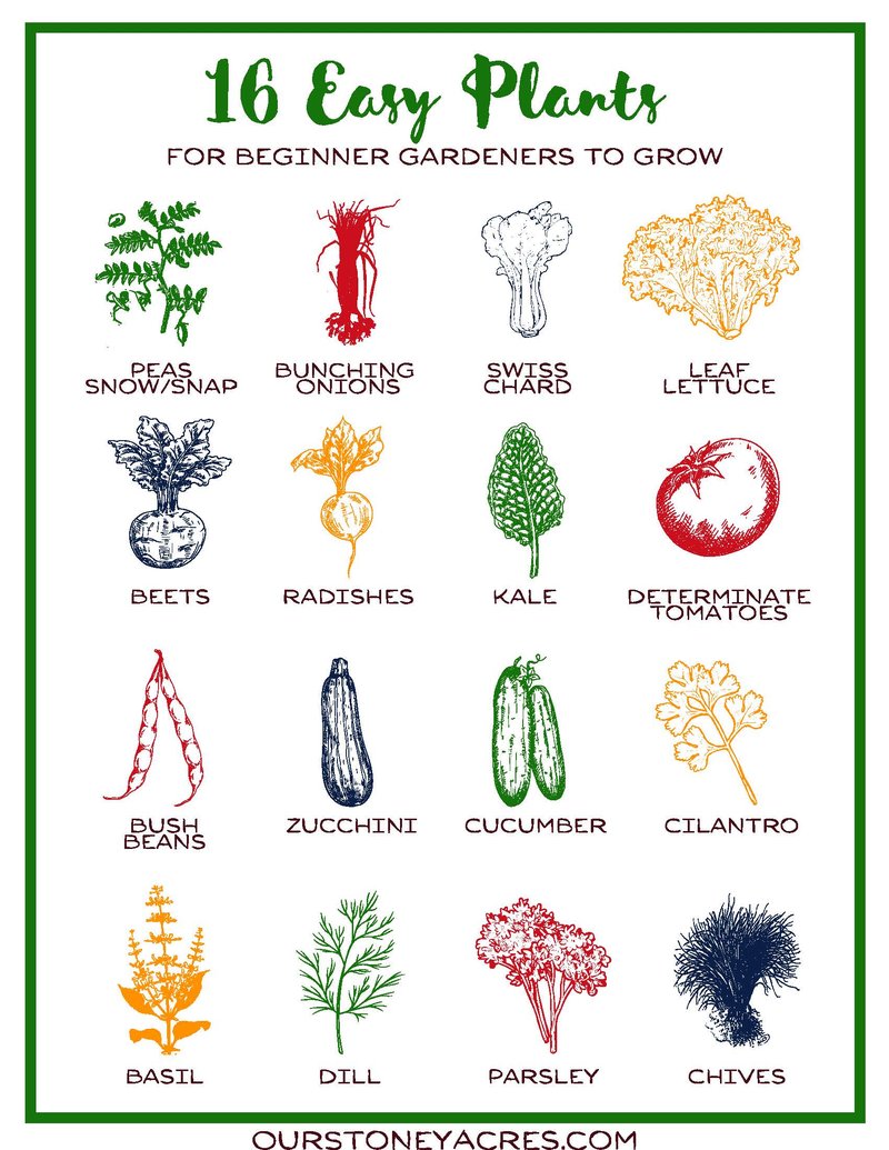 5e. 16 Easy Plants (1)